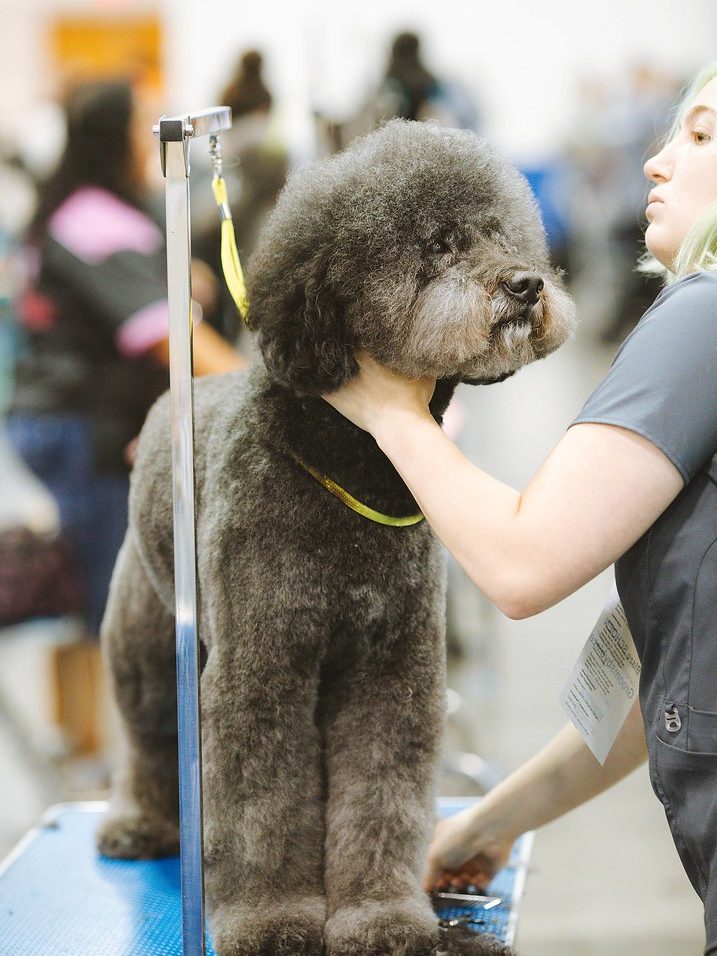 Toiletteuse tenant délicatement la tête d'un chien au pelage gris pendant le toilettage